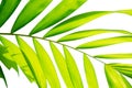 Yellow green color pinnately biology leaf of Macarthurs palm tree isolated on white background, die cut with clipping path Royalty Free Stock Photo