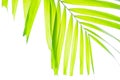 Yellow green color pinnately biology leaf of Macarthurs palm tree isolated on white background, die cut with clipping path Royalty Free Stock Photo