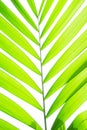 Yellow green color pinnately biology leaf of Macarthurs palm tree isolated on white background, die cut with clipping path Royalty Free Stock Photo