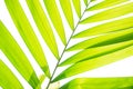 Yellow green color pinnately biology leaf of Macarthurs palm tree isolated on white background, die cut with clipping path Royalty Free Stock Photo