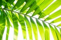 Yellow green color pinnately biology leaf of Macarthurs palm tree on white background, leaves with shading under sunlight Royalty Free Stock Photo