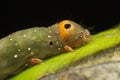 Yellow and green colour caterpillar on green leaf