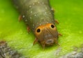 Yellow and green colour caterpillar on green leaf