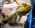 Bearded Dragon looking out of his terrarium, yellow and green coloured beardy lizard, adult male smiling bearded dragon also known