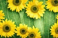 Yellow green composition for decorating postcard with cheerful sunny sunflowers.