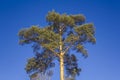 Yellow green conifer tree on the background of clear dark blue sky bottom view Royalty Free Stock Photo