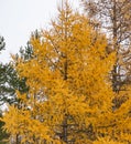 Yellow and green crowns of Christmas trees, golden pines in winter forest background, winter park, landscape, yellowed fir, spruce Royalty Free Stock Photo