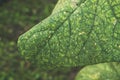 Cucumber leaf close up with veins