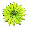 Yellow Green Cultivated Asian Banana, Isoalated on White Background, Top View