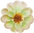 Yellow-green  dahlia. Flower on  black  isolated background with clipping path.  For design.  Closeup. Royalty Free Stock Photo