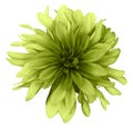 Yellow-green dahlia flower white background isolated with clipping path. Closeup. For design. Royalty Free Stock Photo