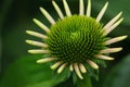 Yellow green Daisy flower with leafs