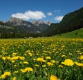 Yellow and Green Dandelion Field and Snowy Mountains with Blue sky and Clouds Royalty Free Stock Photo