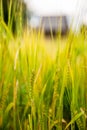 Vertical closeup of ears of barley in the field