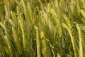yellow, green ears of rye, wheat, barley sway in wind, beautiful summer landscape, concept of rich harvest of bread, food crisis, Royalty Free Stock Photo