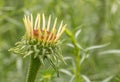 Yellow Green Echinacea or Coneflower with a bokeh background