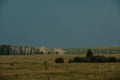 Yellow-green expanses of fields with rare trees