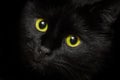 Yellow-green eyes of a black cat animal, close up Royalty Free Stock Photo