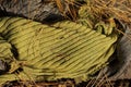 yellow green fabric texture from an old dirty crumpled woolen sweater