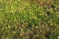 Yellow - green fallen apples lie on the grass under the apple tree. Yield loss and fruit rot. Serbian agriculture and Royalty Free Stock Photo