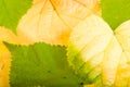 Yellow and green fallen down leaves Royalty Free Stock Photo