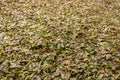 Yellow and green fallen walnut leaves