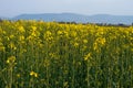 Yellow and green field of blooming canola on a blue sky and mountains background Royalty Free Stock Photo