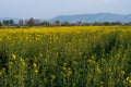 Yellow and green field of blooming canola with tractor and church on a blue sky and mountains background Royalty Free Stock Photo
