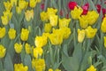 Yellow green floral background, yellow tulips