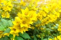 Yellow-green flower field of Lysimachia