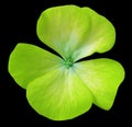 Yellow-green flower geranium. black isolated background with clipping path. Closeup no shadows. Royalty Free Stock Photo