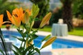 Yellow green flower at the swimming pool side