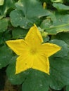 Yellow and green flower wallpaper