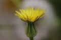 Yellow and green flowere in our garden