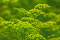 Yellow green flowers of dill Anethum graveolens. Royalty Free Stock Photo