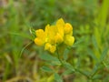 Yellow flowers of a leguminous plant on a green background