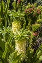 Yellow green flowers plants, Kirstenbosch National Botanical Garden Royalty Free Stock Photo