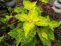 Yellow green foilage of Coleus plant. Plectranthus scutellarioides Royalty Free Stock Photo