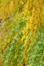 Yellow - green foliage with berries Ecurinega Ramiflora - Flueggea Suffruticosa