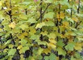 yellow foliage on a red currant bush in autumn Royalty Free Stock Photo