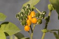 Yellow and green fruits of a dwarf tamarillo, Solanum abutiloides Royalty Free Stock Photo