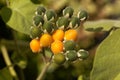 Yellow and green fruits of a dwarf tamarillo, Solanum abutiloides Royalty Free Stock Photo