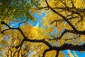 Yellow and green Ginkgo leaves against blue sky,ginkgo leaves ba