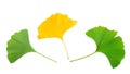 Yellow and green ginkgo leaves