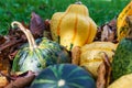 Yellow and green gourds or pumpkins covered by fall`s colored leaves Royalty Free Stock Photo