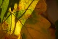 Yellow green grape leaf closeup, macro photo, autumn season