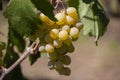 Yellow green grape in vineyard. Grape leaves seen in the background. Grape bunch on tree in the garden. A bunch of Ripeness grapes Royalty Free Stock Photo