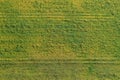 Yellow-green grass for background from a height, drone