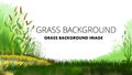 Yellow and green grass background vector isolated. On a white background. A small hill, a lush meadow. Medicinal Herbs. Frame of f Royalty Free Stock Photo