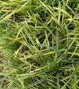 Yellow green grass thrives in the garden making an interesting abstract pattern Royalty Free Stock Photo